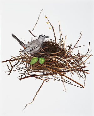 Catbird Building Nest