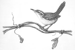 Carolina Wren