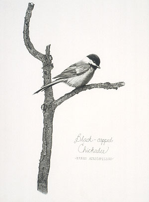 Black-capped Chickadee