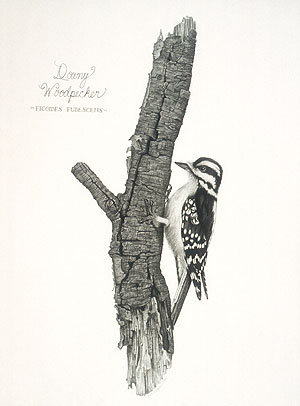 Downy Woodpecker