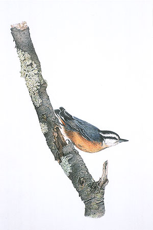 Red Breasted Nuthatch