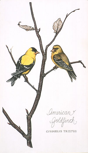 American Goldfinches