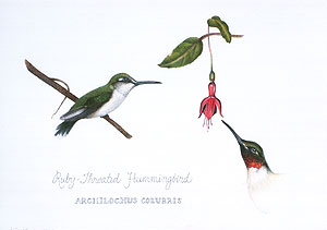 Ruby Throated Hummingbirds