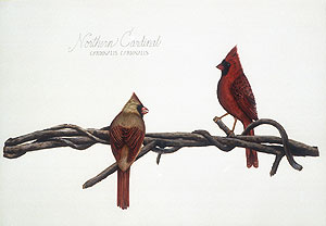 Northern Cardinals