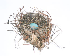 Bird's Nest