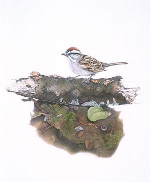 Chipping Sparrow