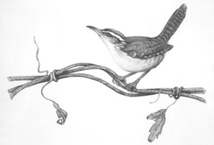 Carolina Wren