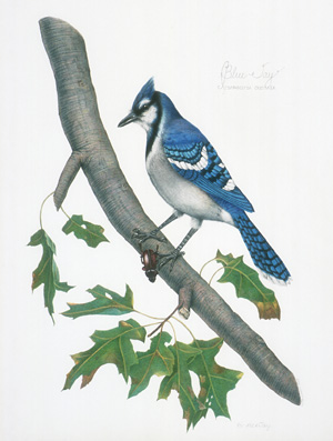 Blue Jay