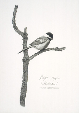 Black-Capped Chickadee