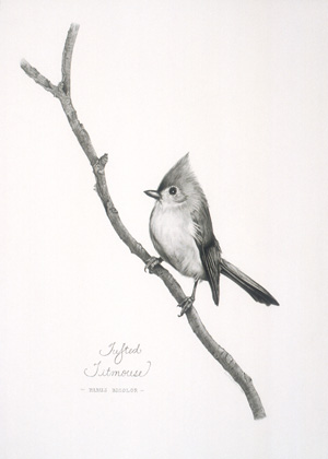 Tufted Titmouse