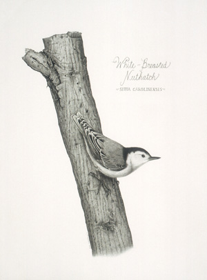 White-Breasted Nuthatch