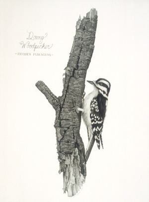 Downy Woodpecker