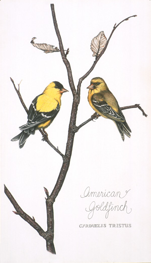 American Goldfinch