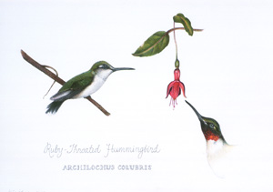 Ruby-Throated Hummingbird